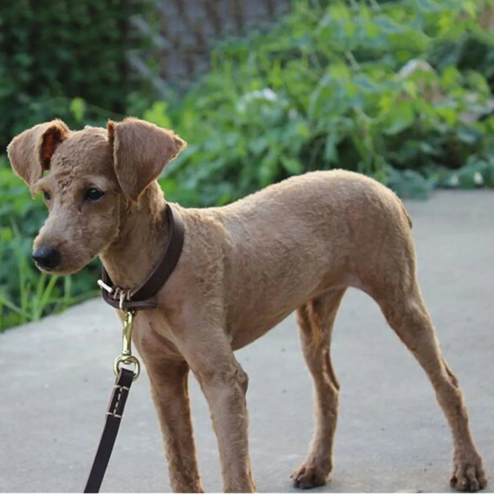 https://ae01.alicdn.com/kf/Had99f5aaa95c48efbe4eadf5d5ad7ac1x/Medium-and-Small-Dog-Collar-Genuine-Leather-Dog-Collar-Adjustable-Soft-Brown-Real-Leather-Puppy-Collar.jpg