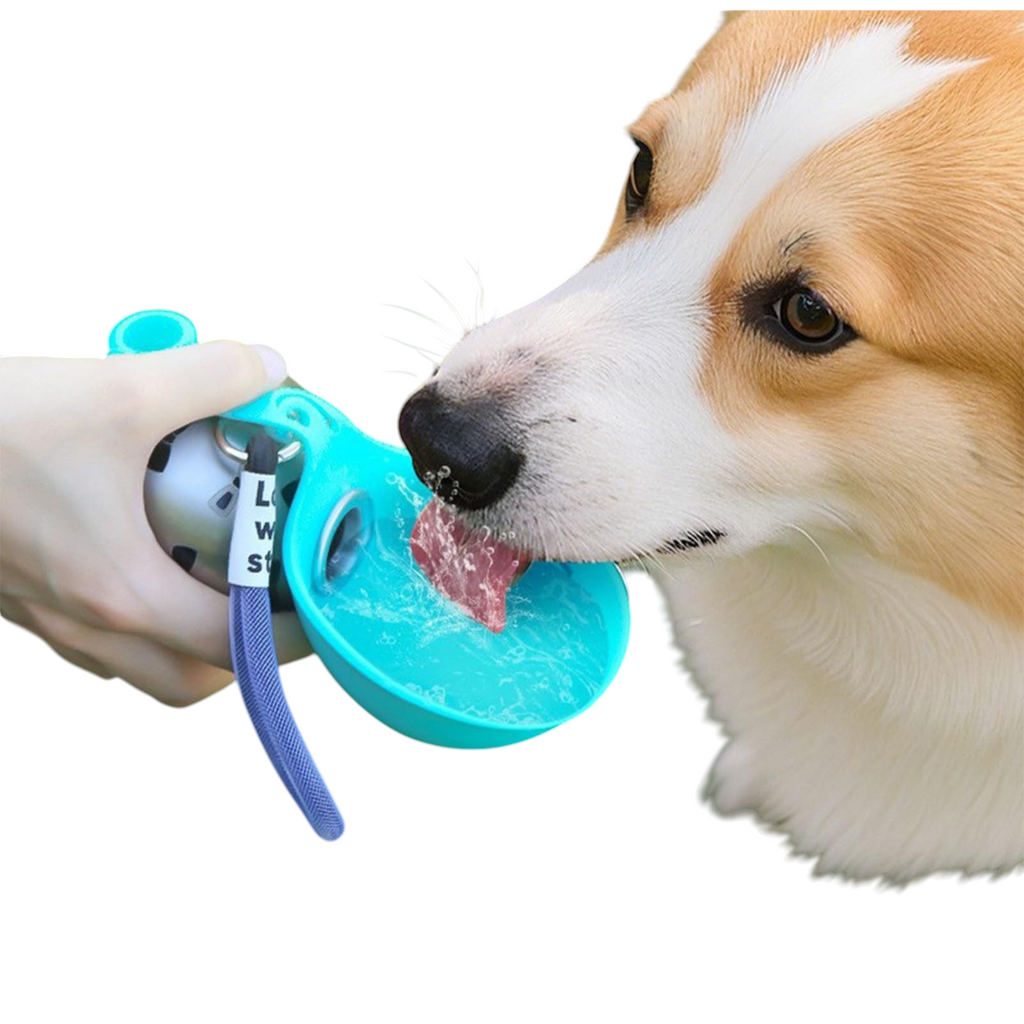 The Tailored Tail collapsible Tiffany blue pet water bottle being used by a Corgi dog outdoors