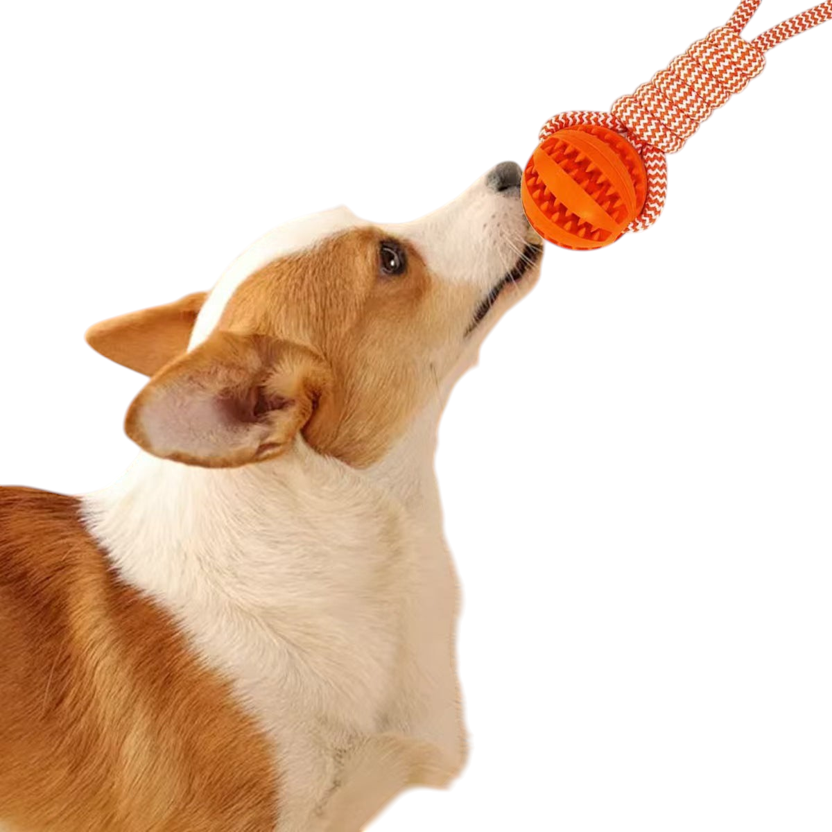 The Tailored Tail dog playing with an orange TPR treat-dispensing ball toy attached to a durable pull rope